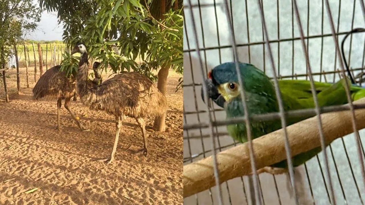 Operações Ambientais no Ceará e Mais Três Estados