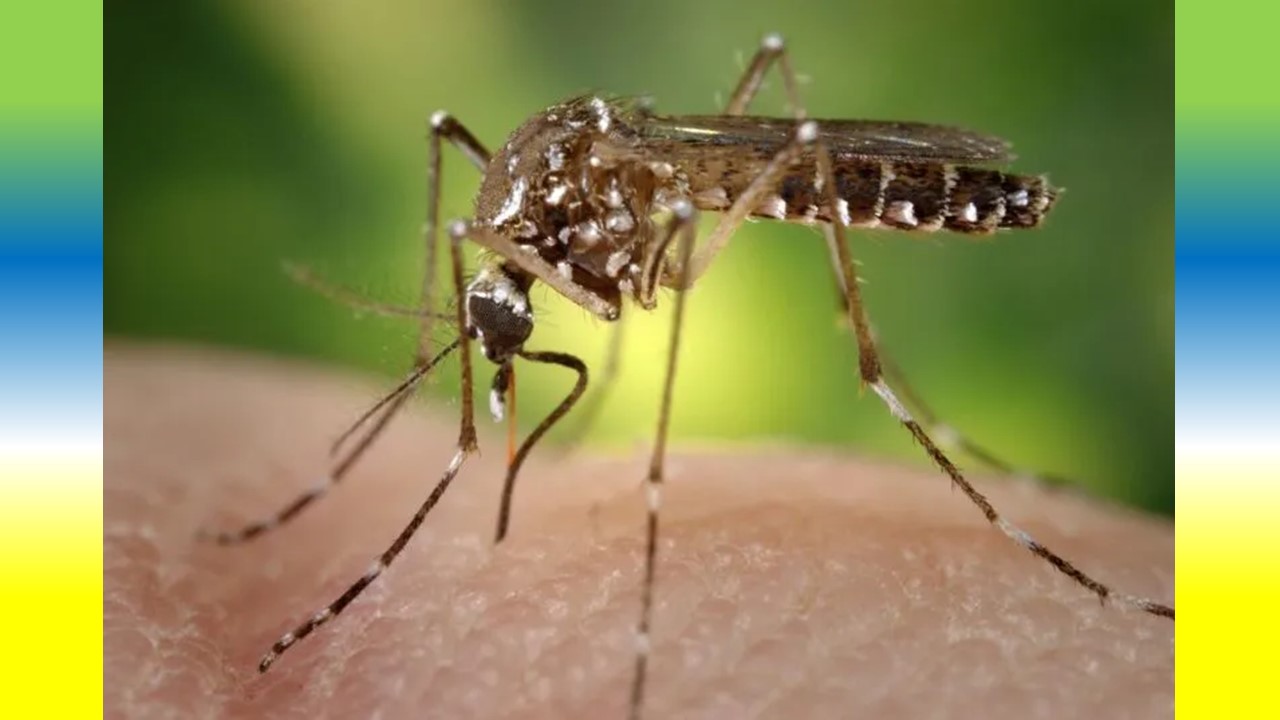 Dencgue, Ceará Registra Menor Número de Mortes Causadas Pela Doença em 18 Anos