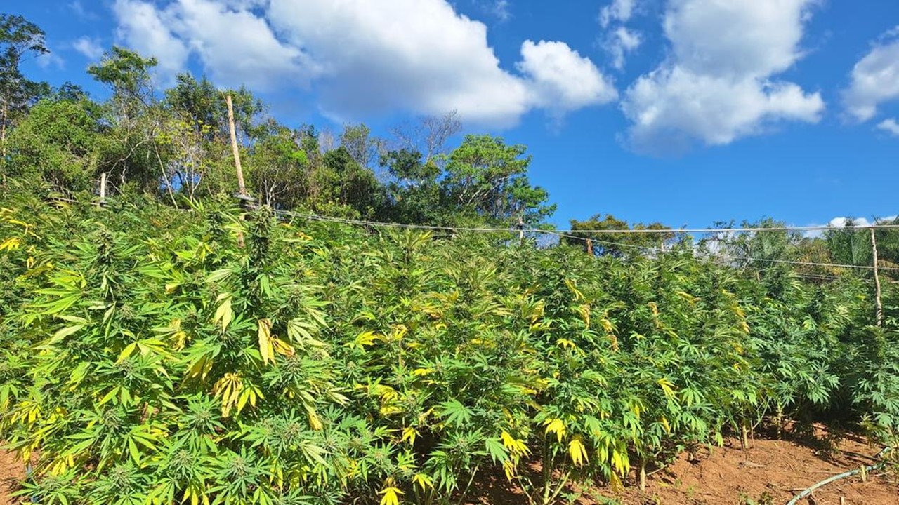 Em Pacoti, Policiais Destroem Plantação de Maconha