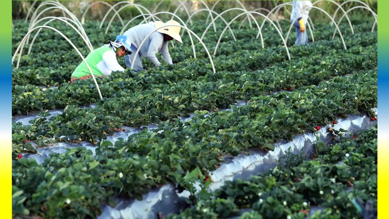 R$ 74,9 erár Investido na Agricultura Familiar Via Finep no Brasil