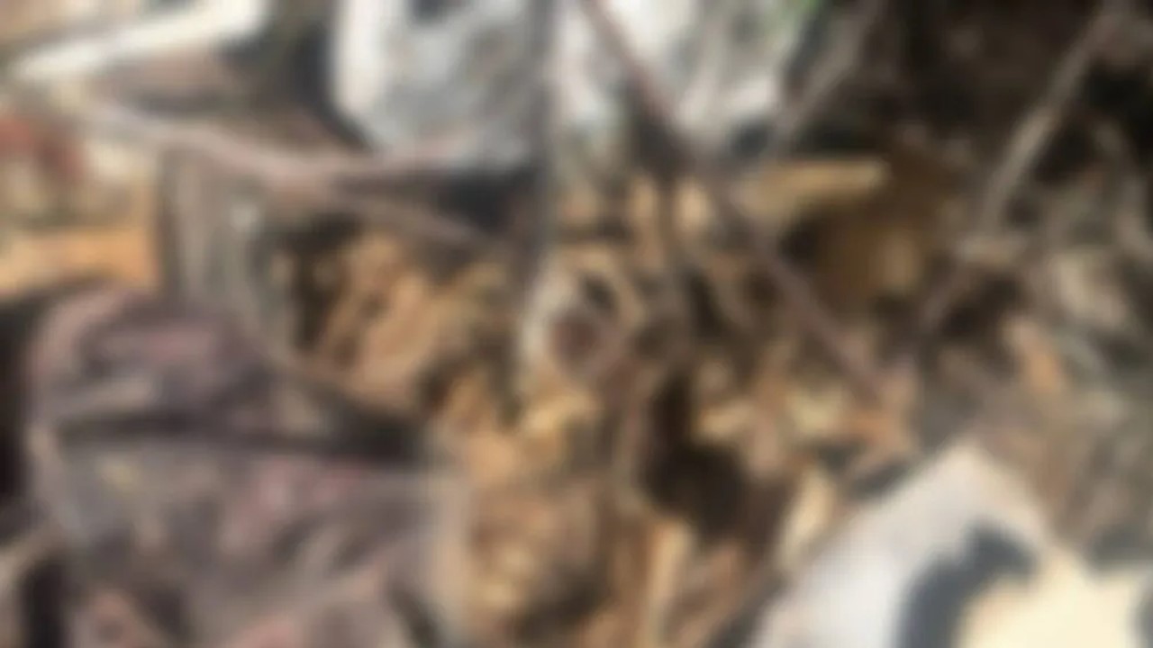 Ossada Humana é Encontrada Entre Fortaleza e Caucaia