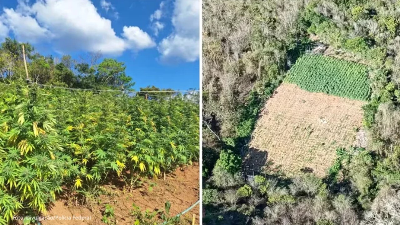 Três Colombianos e Um Brasileiro Presos em Grande Plantação de Maconha no Maciço de Baturité