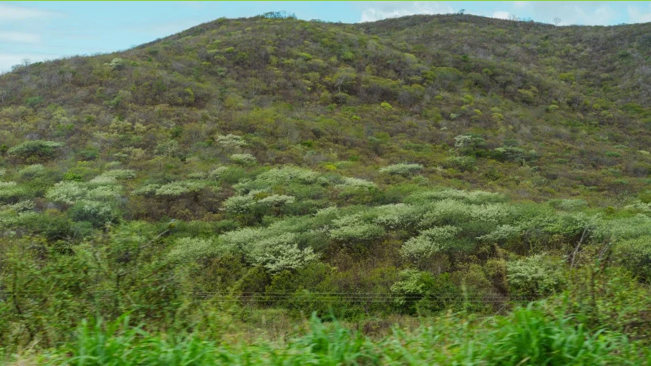 Mais Cinco Áreas Protegidas na Caatinga São Criadas no Ceará
